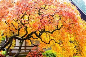 Portland Japanese Garden by Instagrammer upperleftusa
